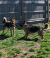 Hemi - Adoption pending