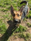 Hemi - Adoption pending