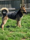 Hemi - Adoption pending