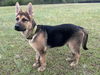 Cosmo - Adoption pending