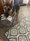 Cosmo - Adoption pending