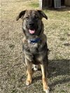 adoptable Dog in  named Casey - Adoption pending
