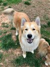 adoptable Dog in  named Denali - Adoption pending