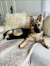 Alexie - Adoption Pending