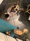 Alexie - Adoption Pending
