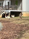 Alexie - Adoption Pending