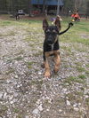 Black Hawk - Adoption Pending