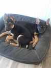 Chinook/ STOUT - Adoption Pending