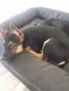 Chinook/ STOUT - Adoption Pending