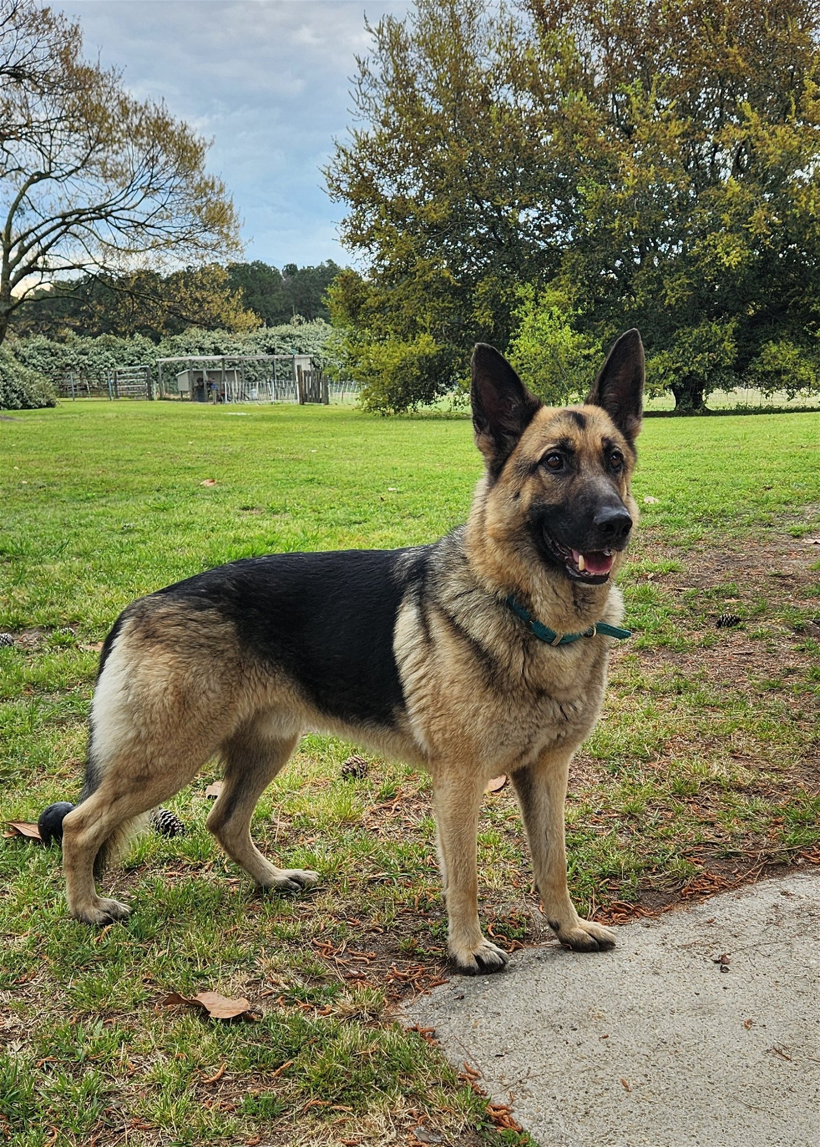 adoptable Dog in Rolesville, NC named Duke 2024