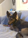 Serafina - Adoption Pending
