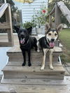 Finneas - Adoption Pending