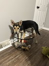 Finneas - Adoption Pending