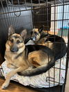 Jackie Chan - Adoption Pending