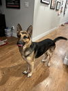 Jackie Chan - Adoption Pending