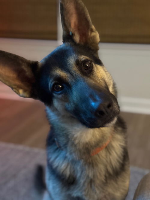 Koda - Adoption Pending
