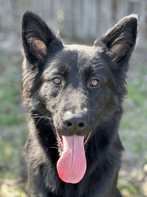 Zeus 2025 - Adoption Pending