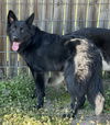 Zeus 2025 - Adoption Pending