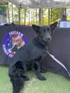Zeus 2025 - Adoption Pending