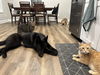 Nellie - Adoption Pending