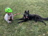 Nellie - Adoption Pending