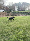 Nellie - Adoption Pending
