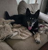 Dutchess