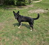 Dutchess