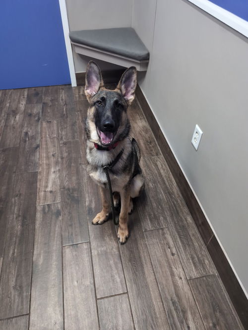 Wiley - Adoption Pending