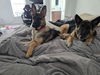 Wiley - Adoption Pending
