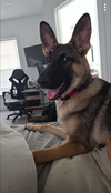 Wiley - Adoption Pending