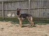 Wiley - Adoption Pending