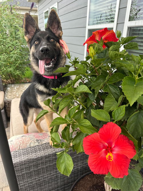 Bloom