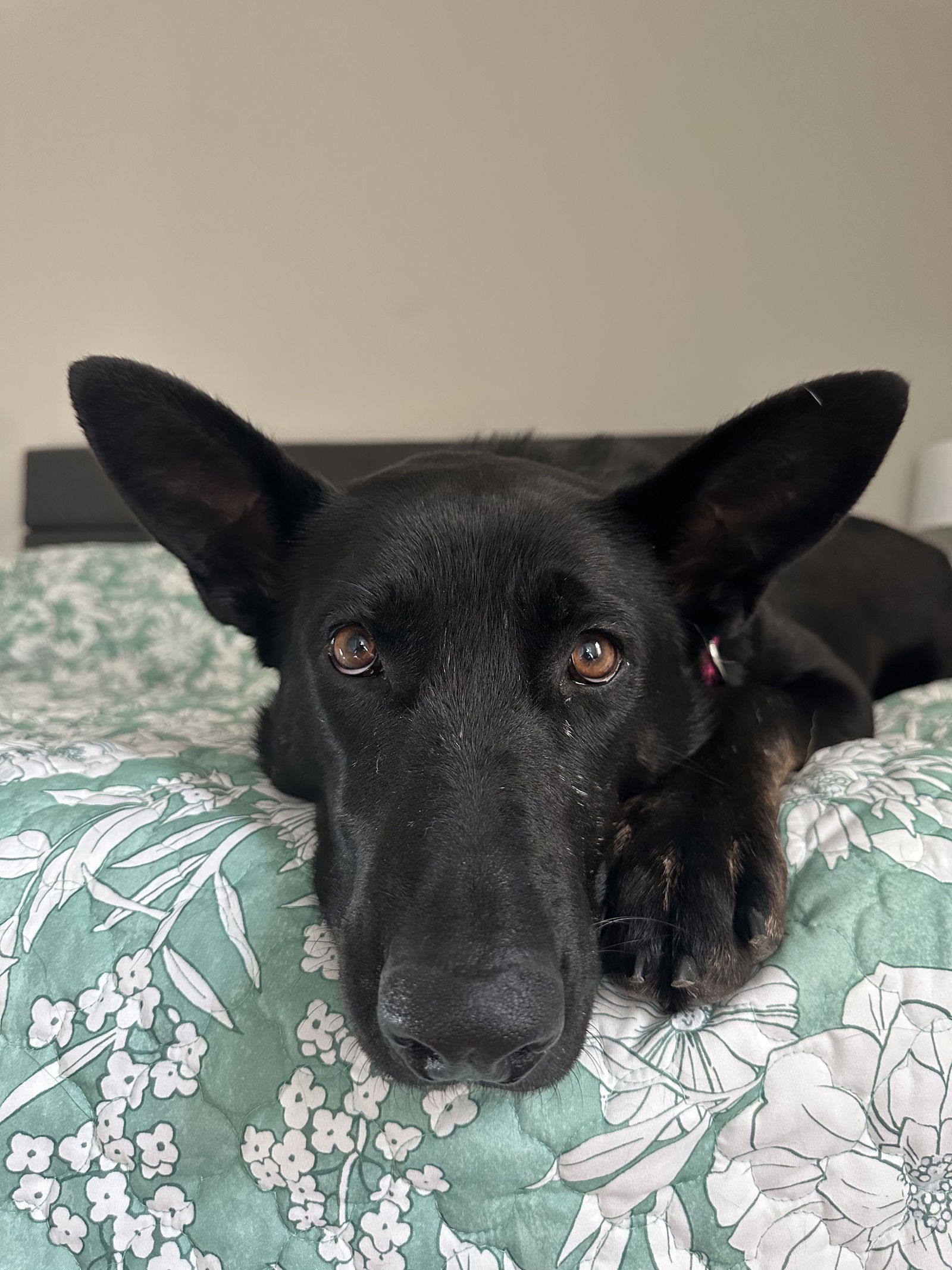 adoptable Dog in La Grange, NC named DD - Adoption Pending