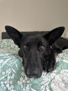 adoptable Dog in  named DD - Adoption Pending