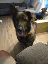 adoptable Dog in  named Harriet