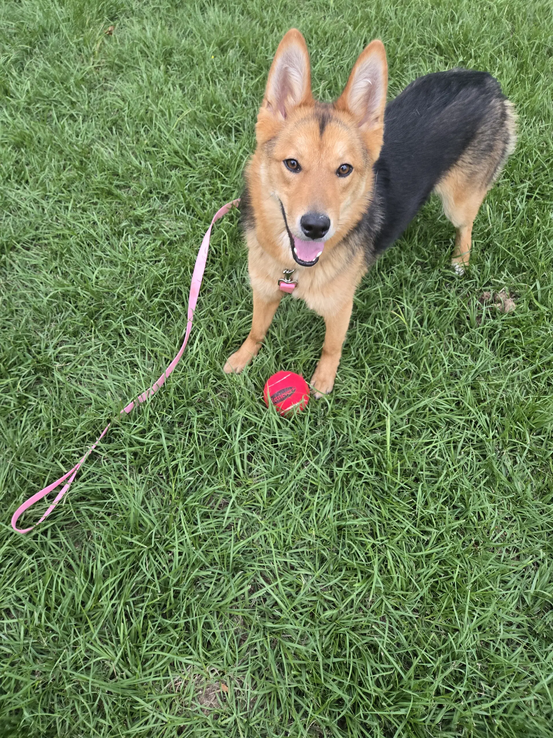 Sparkles - German Shepherd Dog