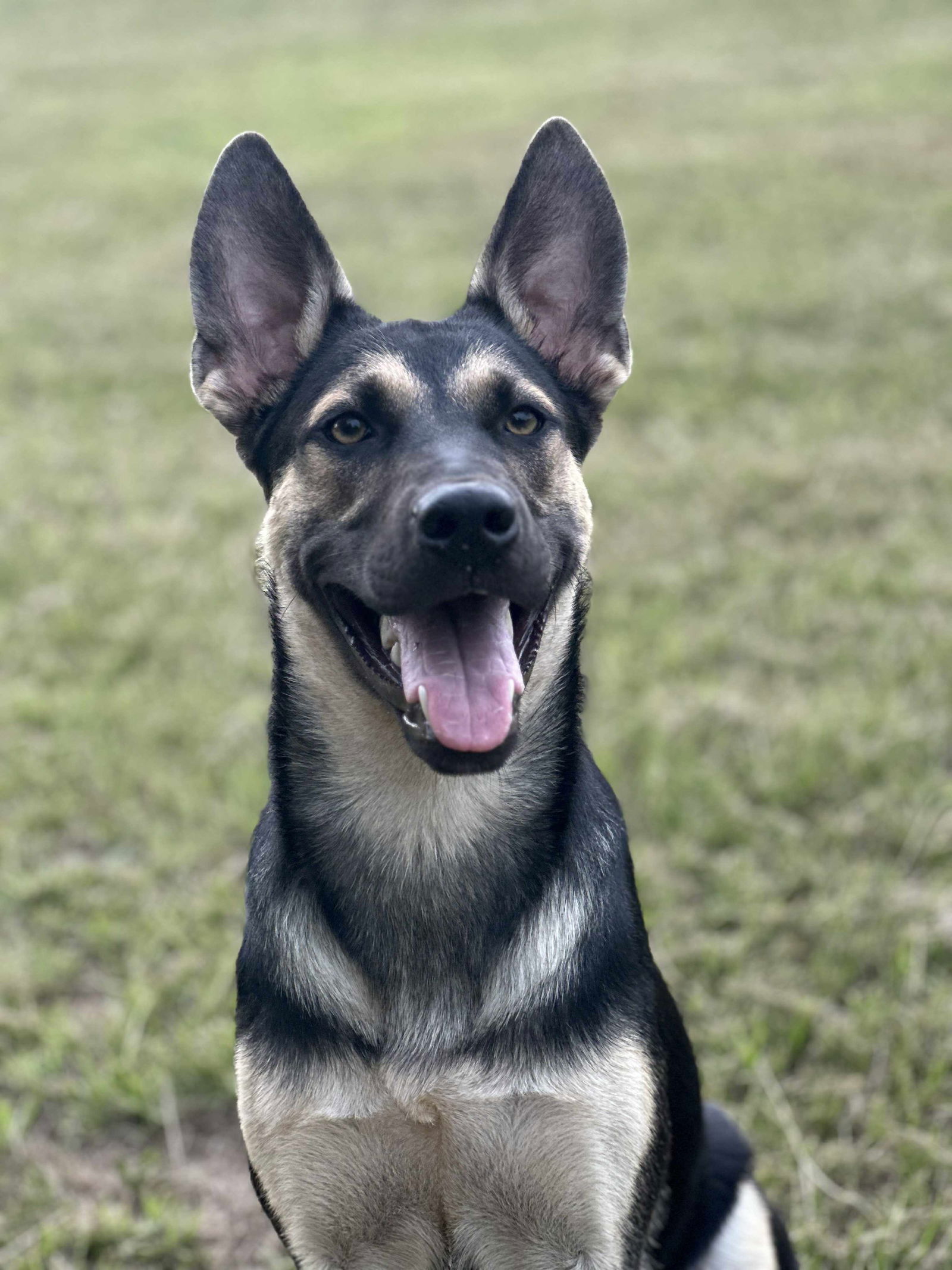 adoptable Dog in La Grange, NC named Ash - Adoption Pending