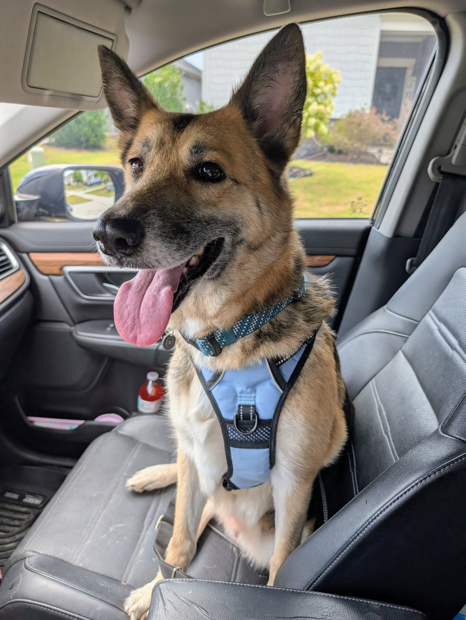 Nina - Adoption Pending Image