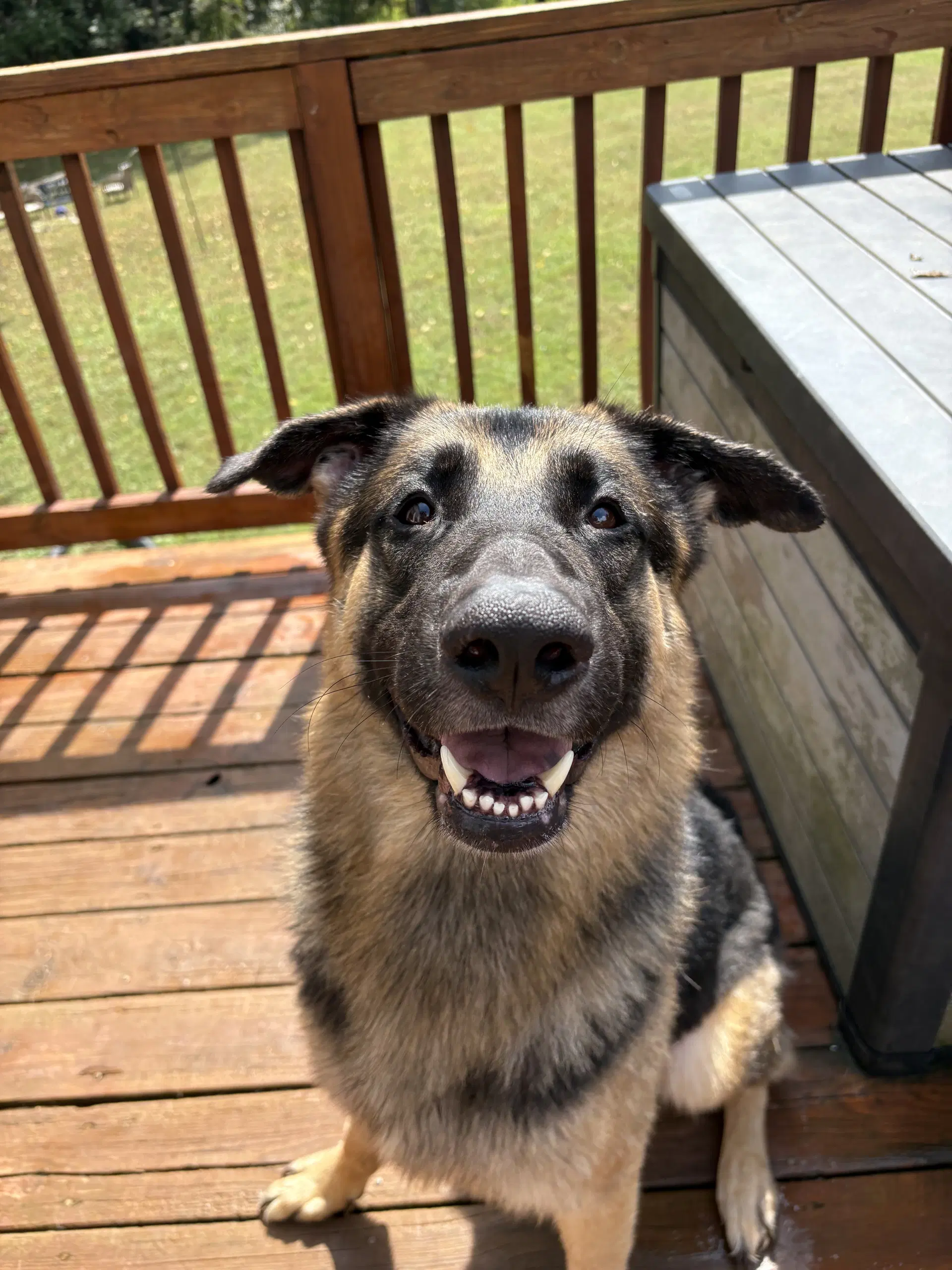 Lucifer - German Shepherd Dog