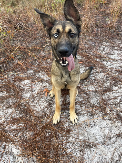 Zuzu - Adoption Pending, an adoptable German Shepherd Dog in La Grange , NC