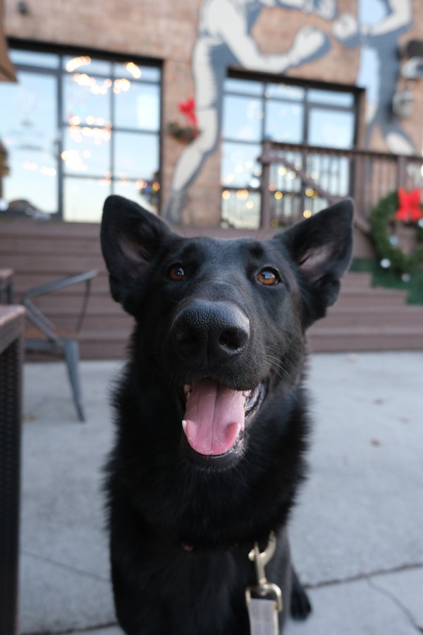Onyx - Adoption Pending