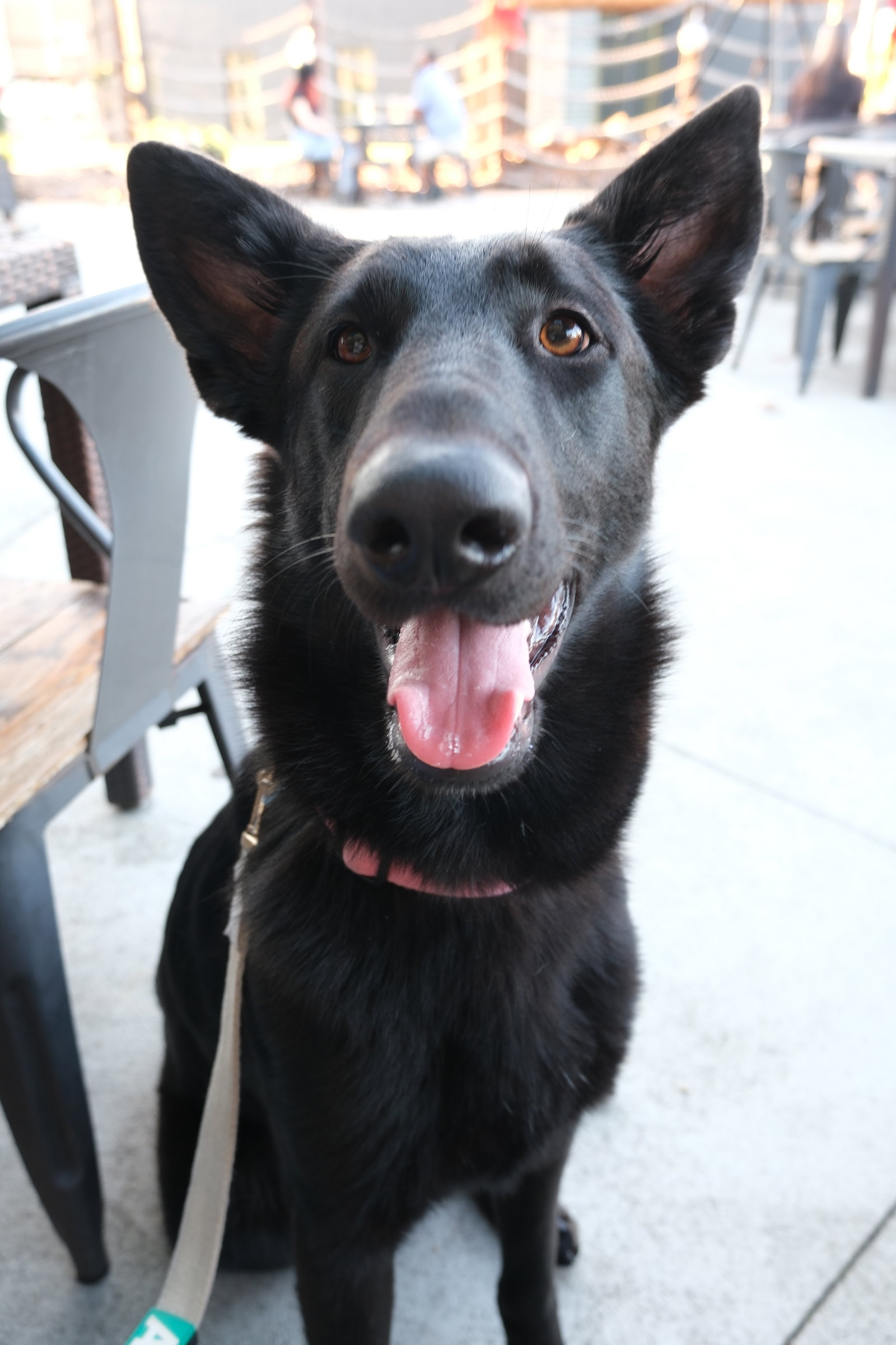 Onyx - Adoption Pending