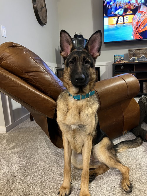 Maeve - Adoption Pending, an adoptable German Shepherd Dog in La Grange , NC