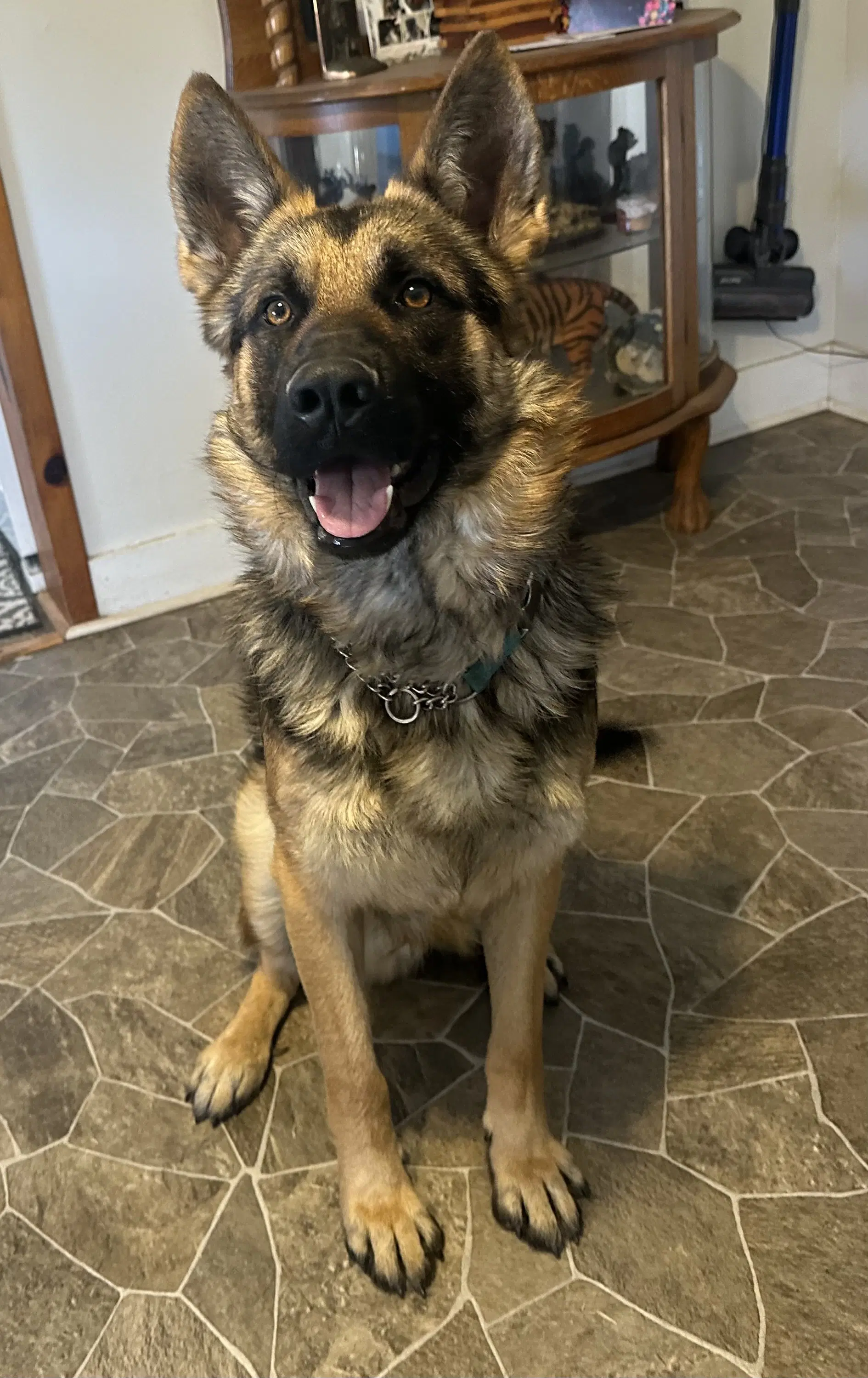 Teddy Bear - German Shepherd Dog