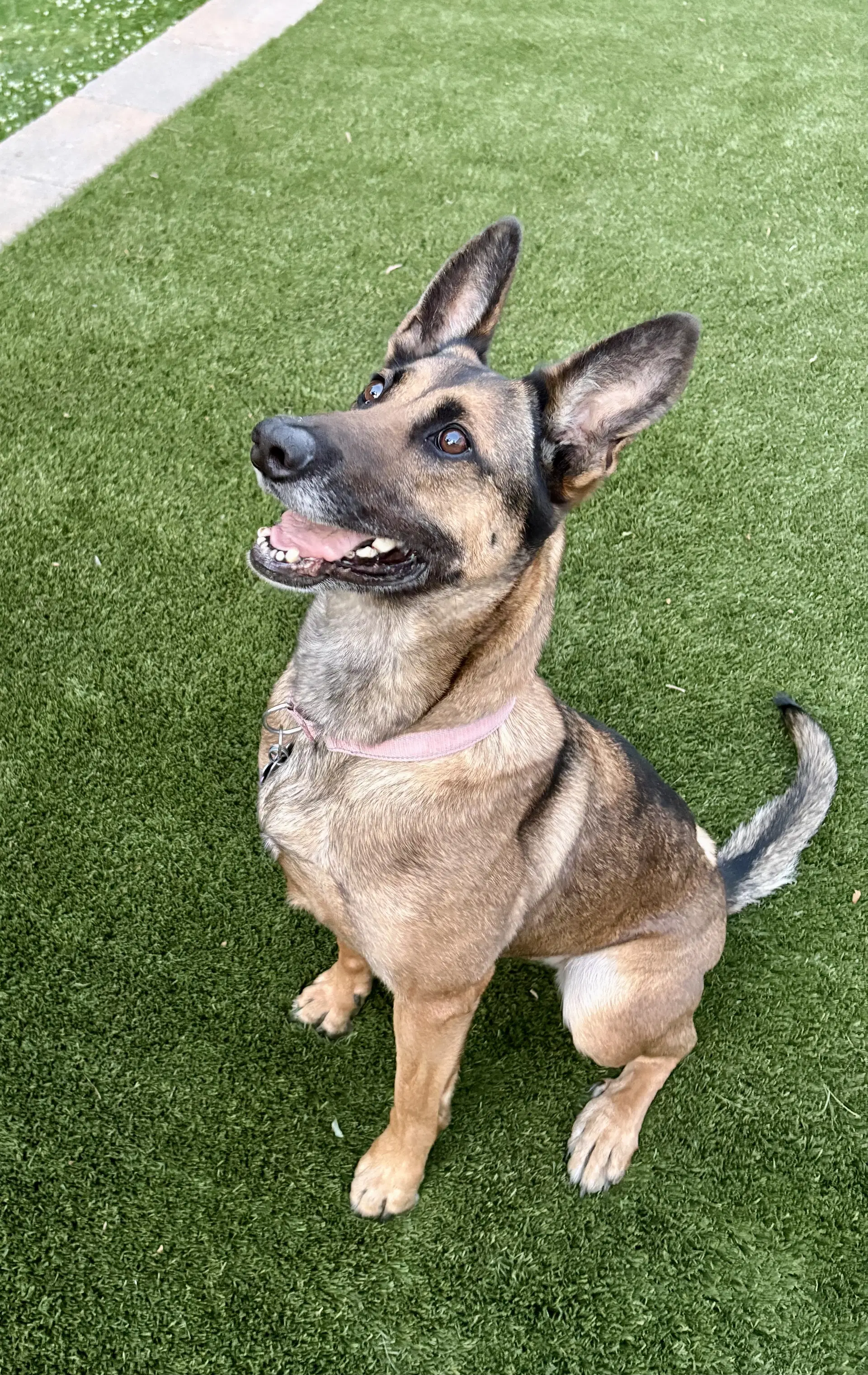 Jessie - German Shepherd Dog