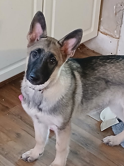 Paloma, an adoptable German Shepherd Dog in La Grange , NC