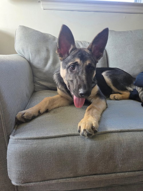Manny, an adoptable German Shepherd Dog in La Grange , NC