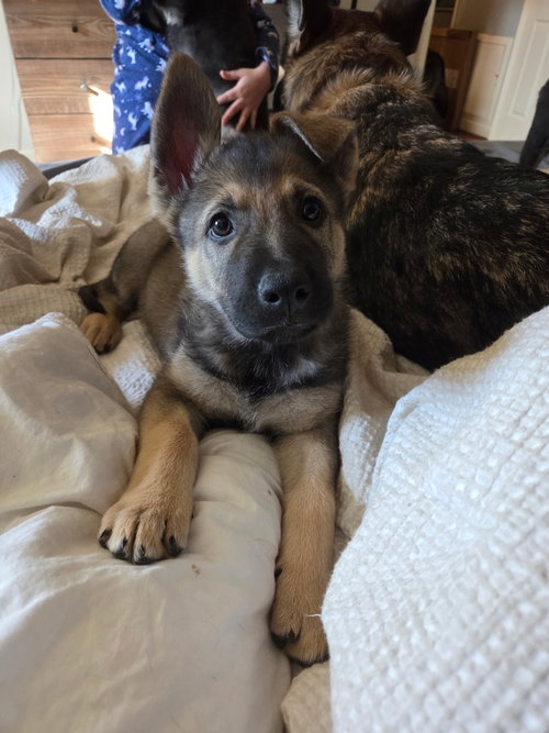 Slim, an adoptable German Shepherd Dog in La Grange , NC