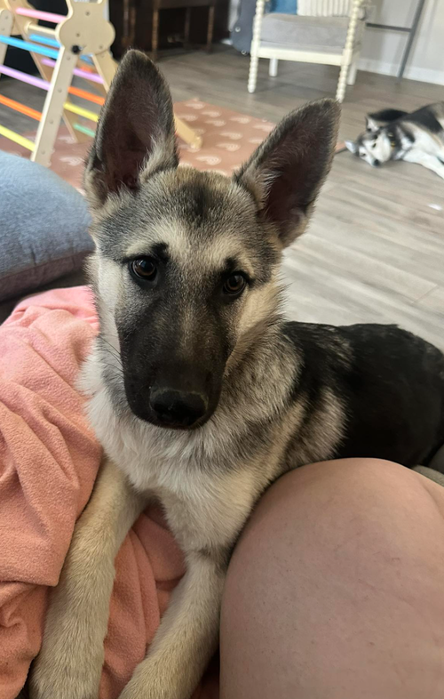 Roll, an adoptable German Shepherd Dog in La Grange , NC